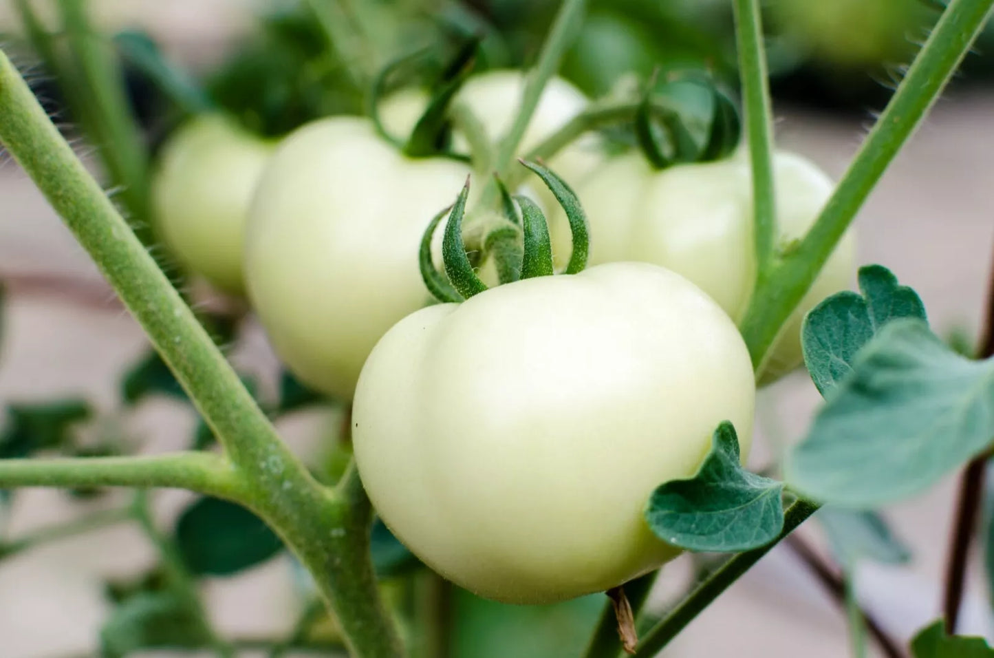 Great White Tomato Seeds 50 Ct Non-GMO White Beefsteak Seeds for Home Gardening