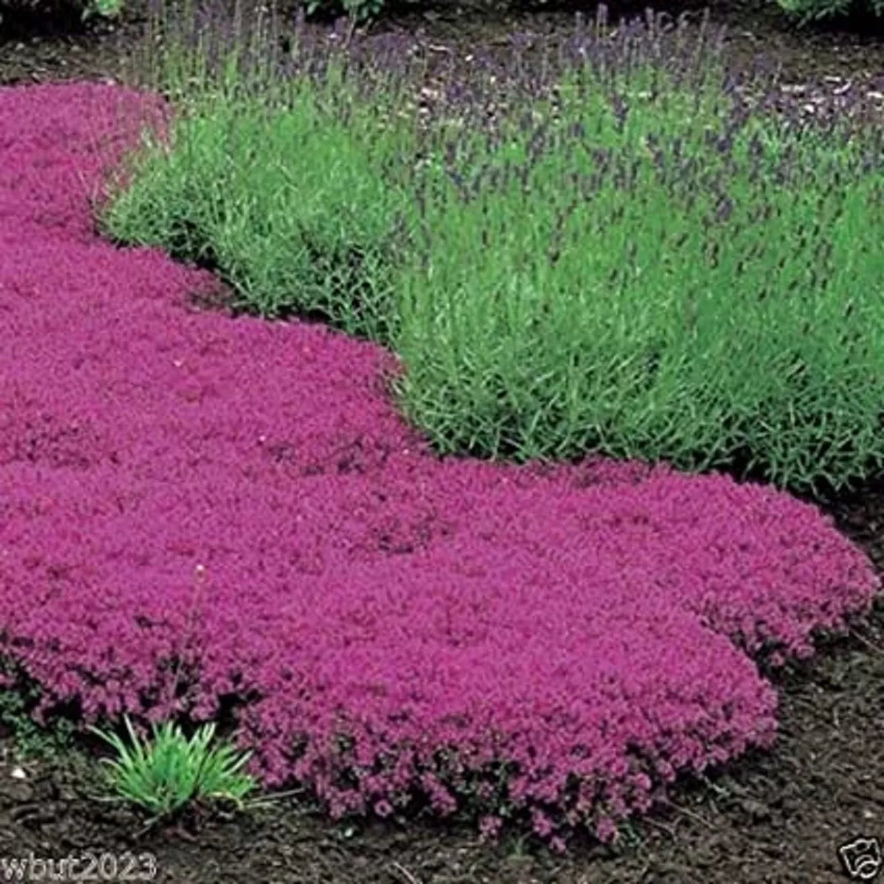 Creeping Thyme Seeds - Magic Carpet - Perennial Ground Cover - Thymus serpyllum - 500 Seeds for Pathways & Gardens