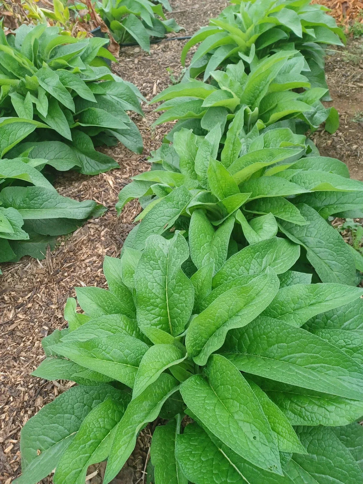 Live Root Cuttings - Bocking 14 Russian Comfrey Rhizomes, Symphytum uplandicum, Herbal Perennial for Garden & Soil Fertility
