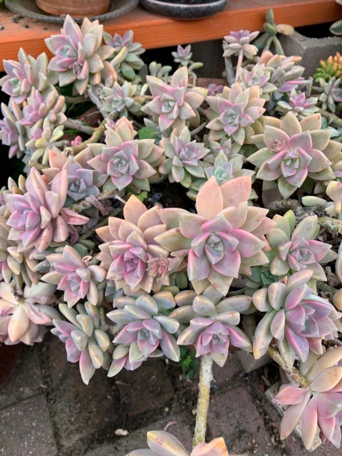 Graptopetalum paraguayense Ghost Plant Succulent Cuttings – 3 Live Propagation Clippings for Indoor Garden and Drought Tolerance
