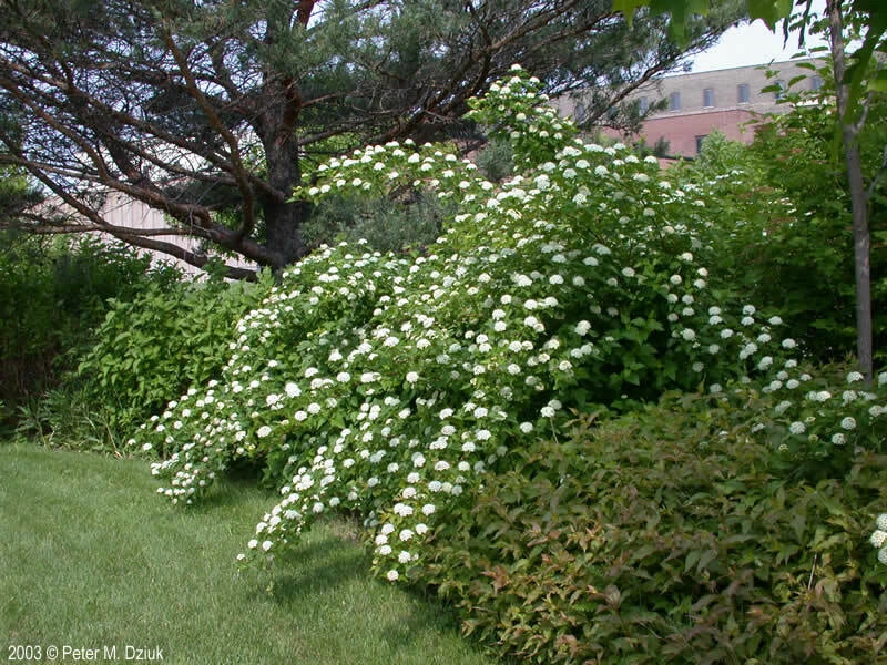 Ninebark Plant Bare Root 12-18 Inches Physocarpus opulifolius Hardy Shrub for Zones 5-9 Landscaping