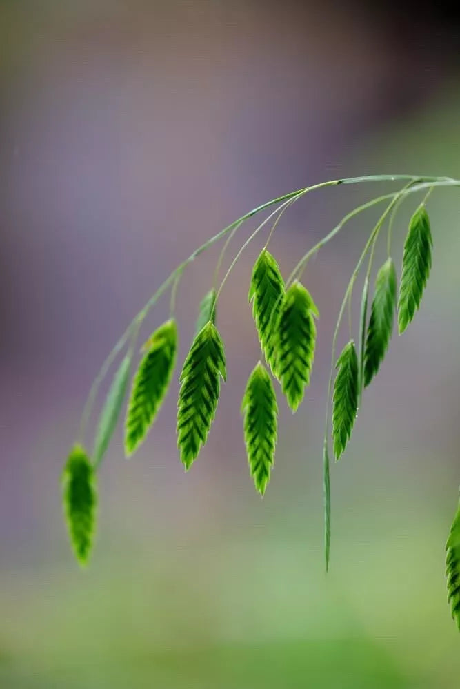 Indian Woodoats Grass Seeds - 100 Pack, Chasmanthium latifolium, Native Perennial Ornamental Grass for Shade Gardens