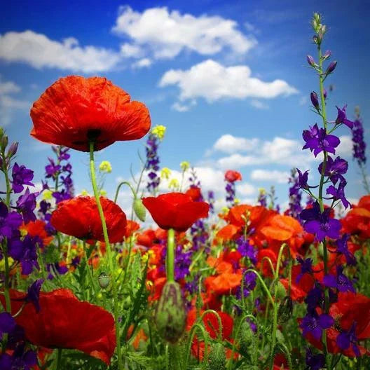 Hyssop & Red Corn Poppy Seed Mix - 600 Non-GMO Seeds for Red and Blue Summer Blooms