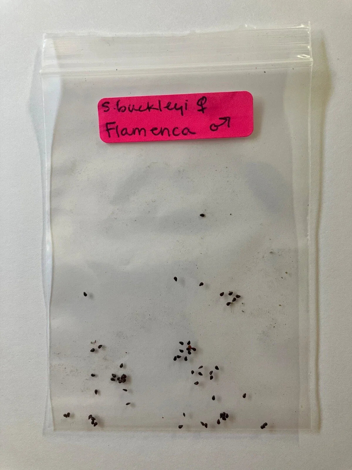 S. Buckleyi x Flamenca Seeds - Rare Hybrid Flower Seeds with Vibrant Colors