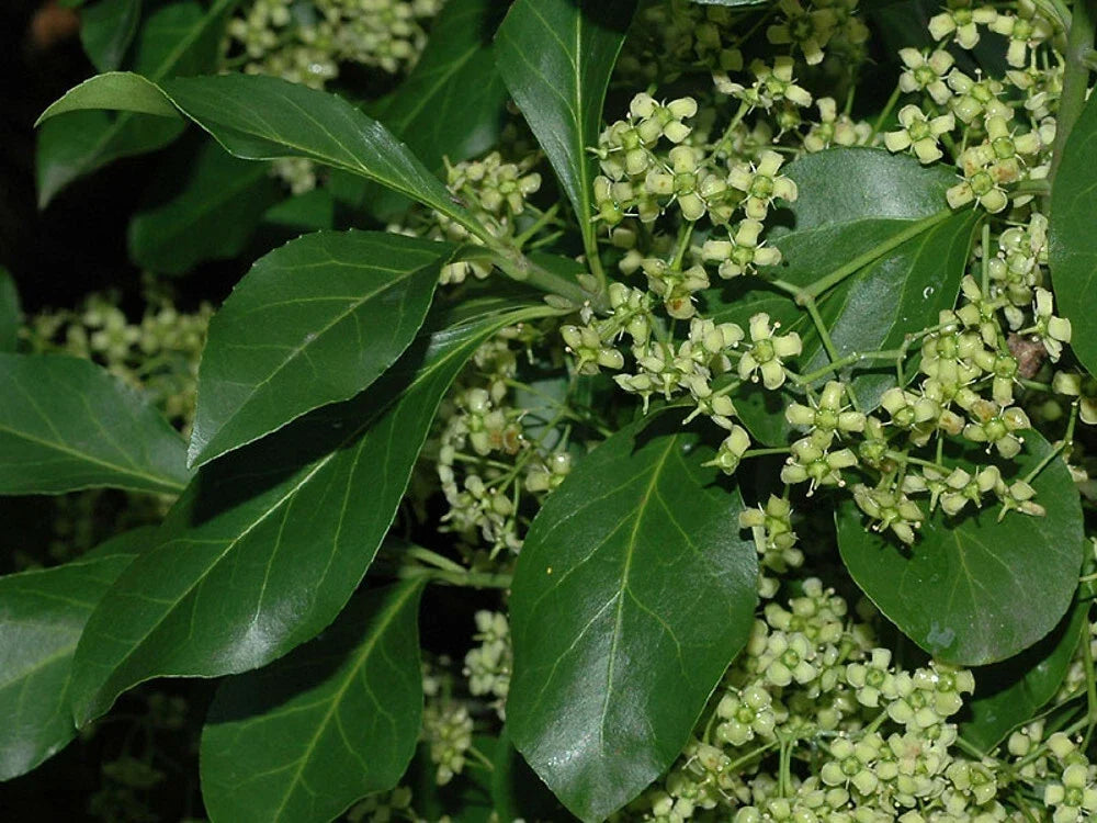 Wintercreeper Euonymus Cuttings Set of 12 – Unrooted Ground Cover and Vine, Evergreen, Easy to Root