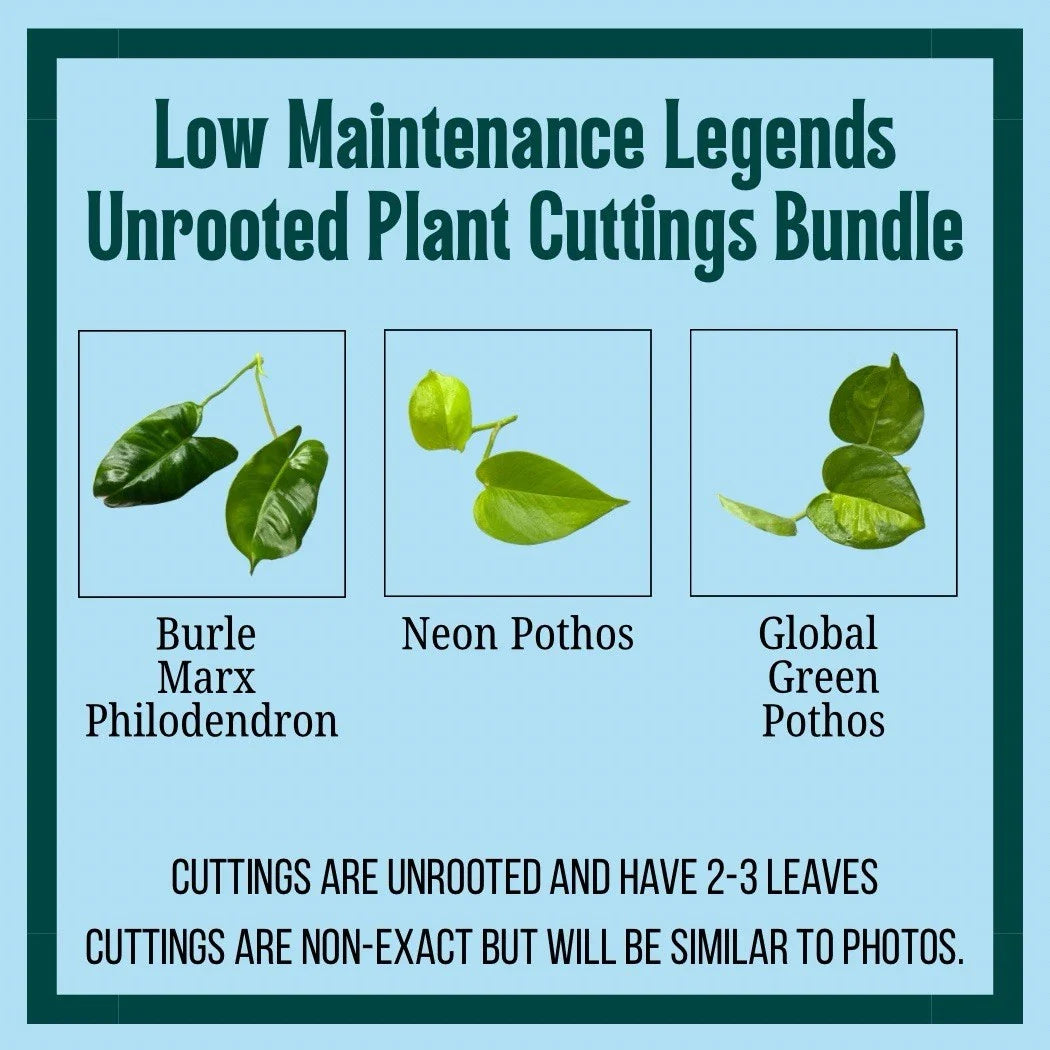 Unrooted Plant Cuttings Set – Burle Marx Philodendron, Neon Pothos, Marble Queen – Epipremnum aureum, Propagation Kit