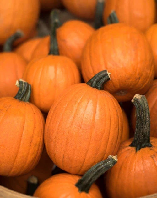 Small Sugar Pumpkin Seeds - Heirloom Non-GMO Vegetable Seeds - Cucurbita pepo, Perfect for Cooking & Fall Decor