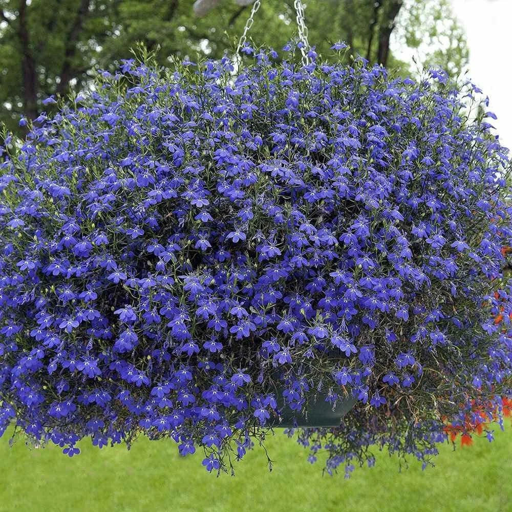 Blue Carpet Lobelia Seeds - 100 Pack, Vibrant Blue Flowers, Lobelia erinus, Ground Cover, Container Planting