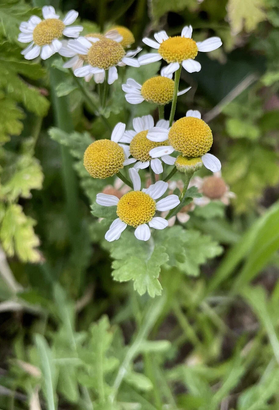 Feverfew Bareroot Plant - Medicinal Herb for Natural Remedies - Tanacetum parthenium - Attracts Pollinators