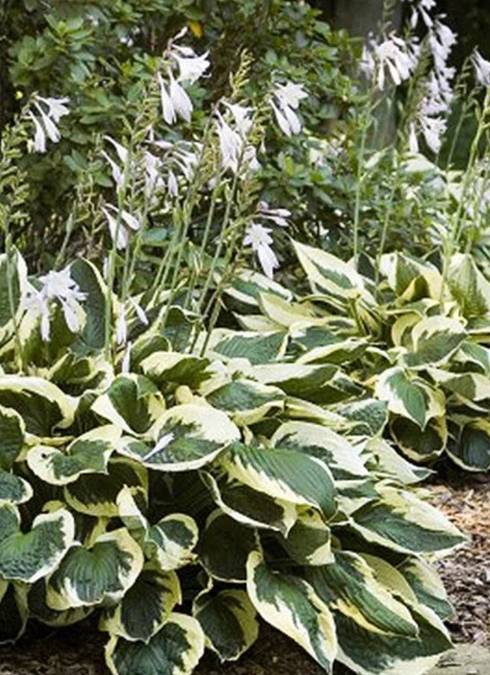 Patriot Variegated Hosta Root Plant - Ready to Plant - Hosta 'One Patriot' - Shade Perennial for Borders & Containers