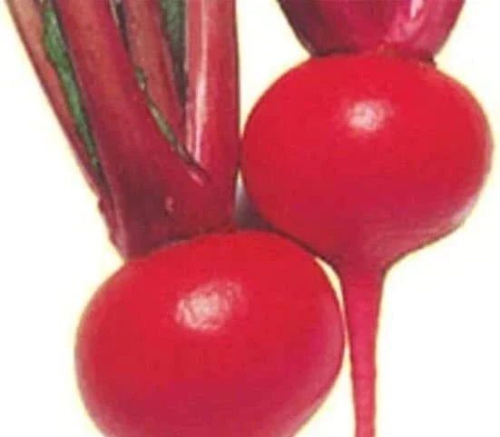 Red Round Turnip Seeds - Organic Vegetable Seeds for Planting - Brassica rapa - 100 Count