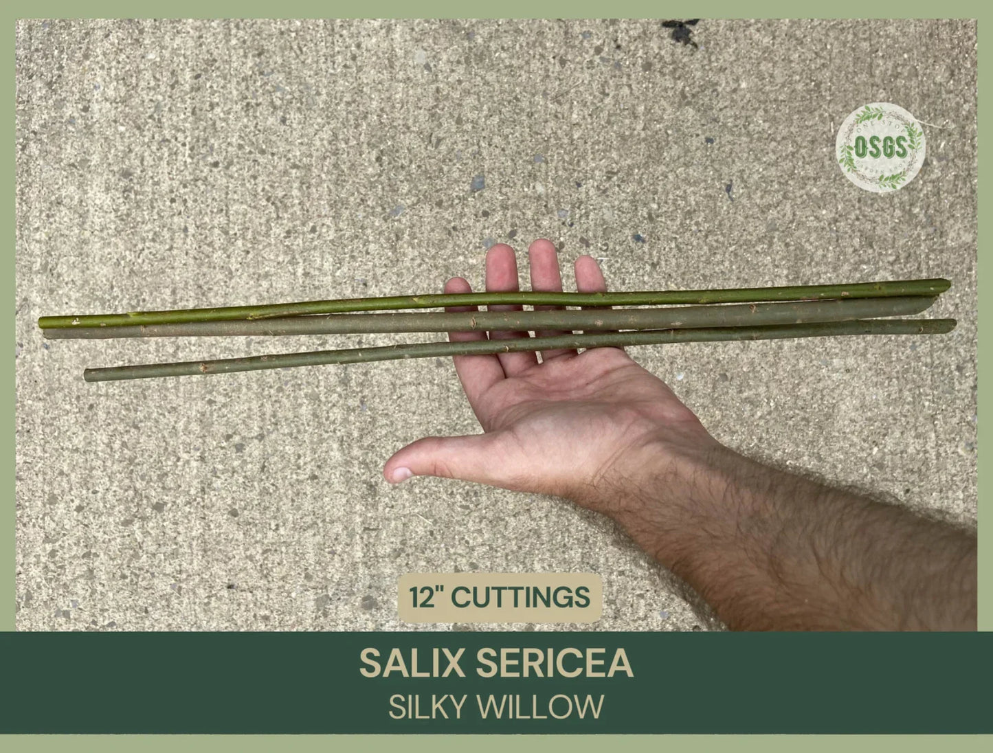 Silky Willow Cuttings 12" | Salix sericea Native Plant Cuttings for Gardening