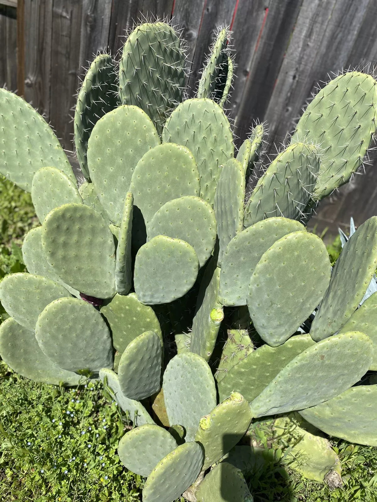 Big Spineless Cactus Pads 4+ Lbs Opuntia for Human and Reptile Food or Planting