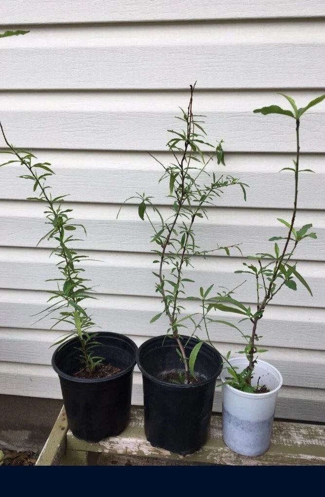 Dixieland Peach Tree Live Plant - Prunus persica - Fruit Tree for Home Garden