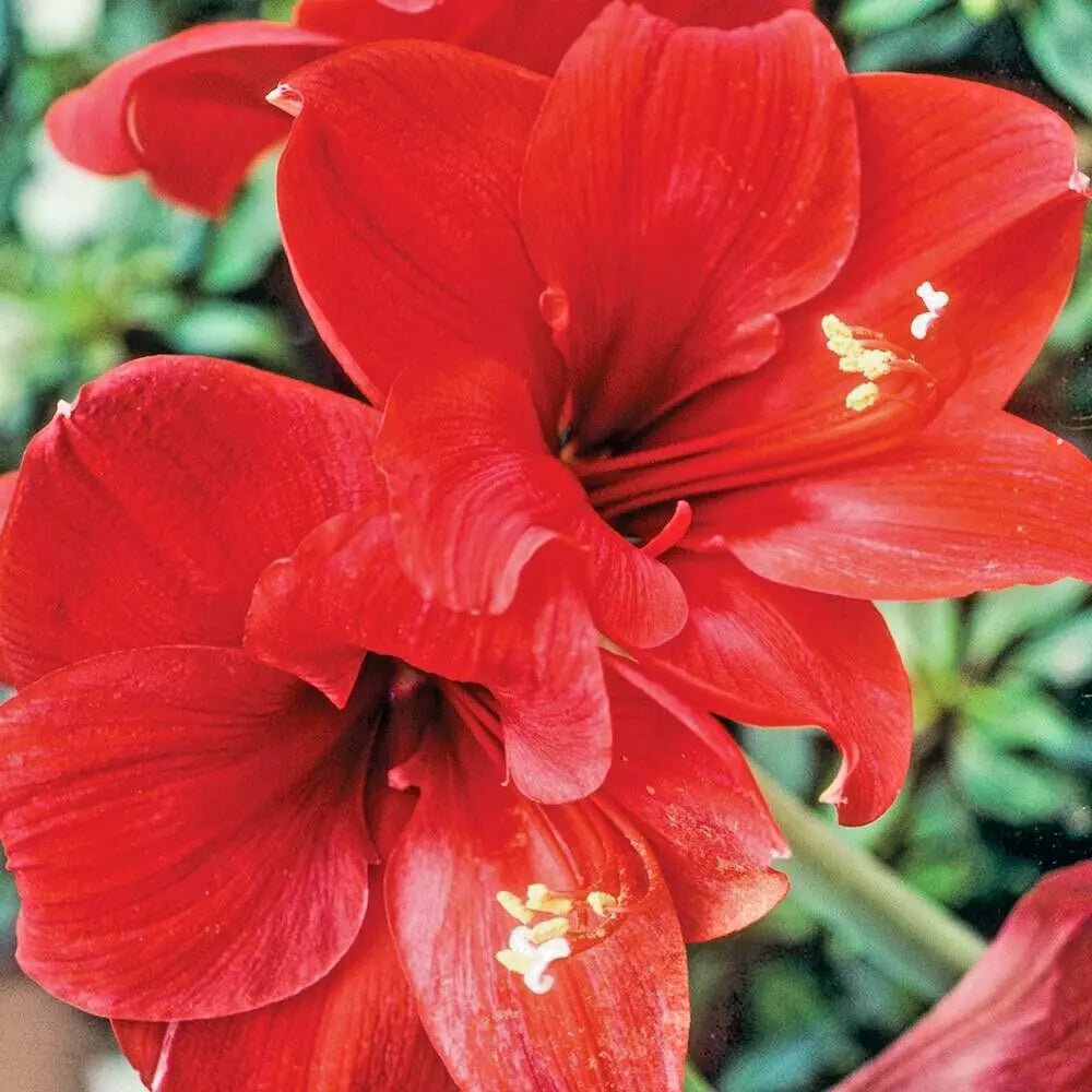 Red Lion Amaryllis Bulb, Large Bloom Hippeastrum, Live Flower Bulb for Holiday Gift, Indoor/Outdoor Plant