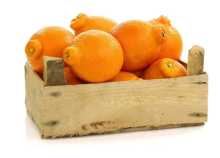 Tangelo Orange Seeds – Citrus reticulata × paradisi – 5+ Pack for Garden Planting, Fruit, Citrus Tree, USA Grown