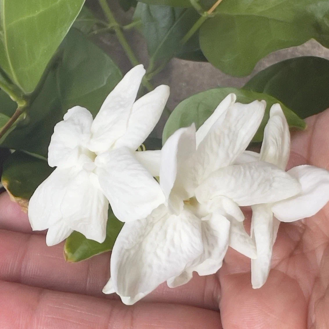 Arabian Sambac Jasmine Plant 4-Inch Pot, Fragrant White Flowers, Jasminum sambac, Indoor & Outdoor Garden