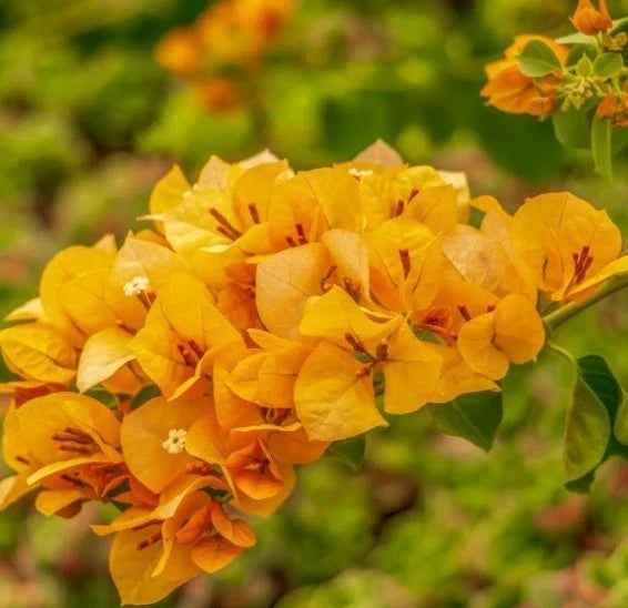 Gold Bougainvillea Plants Set of 2 - Well-Rooted 4-6 Inch Bougainvillea glabra for Garden, Patio, Container