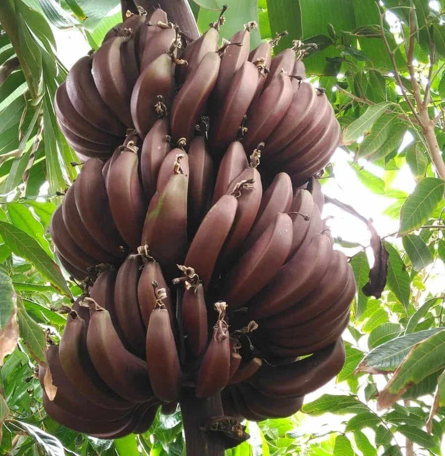 Cuban Red Banana Plant - Musa acuminata Red Dacca - Live Tropical Indoor/Outdoor Plant