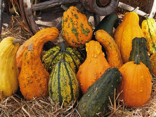 Lunch Lady Gourd Seeds – Heirloom Lagenaria siceraria for Gardening, Ornamental & Culinary Use, Pack of 20