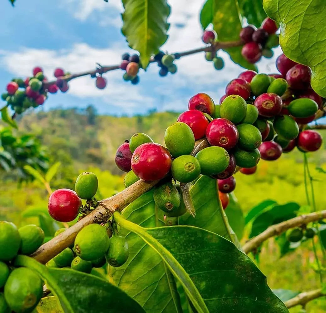Coffee Seeds for Planting - 20 Seeds Coffea Arabica Grow Your Own Coffee Beans Indoor & Outdoor
