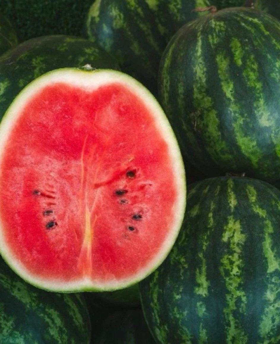 Florida Giant Watermelon Seeds - Non-GMO, 100 Seeds, Sweet Citrullus lanatus, Large Fruit for Backyard Gardening