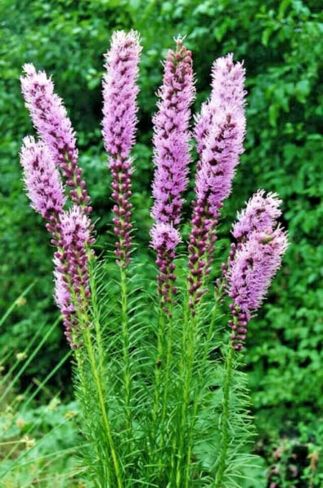 Liatrus Spikata Seeds - Blazing Star & Gayfeather, 101 Count, Purple and White Flowers, Pollinator Attracting, Full Sun, Perennial