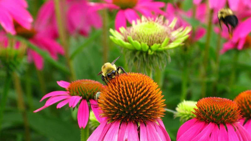 Bee Pollinator Mix Wildflower Seeds - Native Wildflowers for Garden Biodiversity