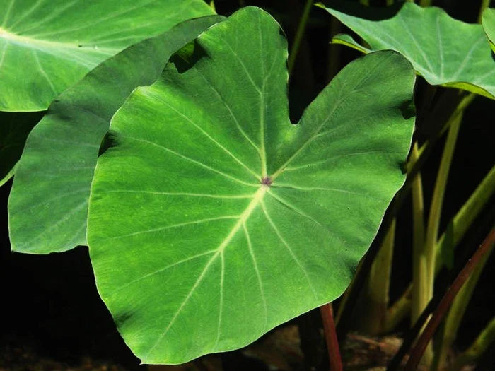 Green Taro Plant - Aquatic Marginal Bog Pond Plant - Colocasia esculenta - Live Plant in 6-Inch Pot