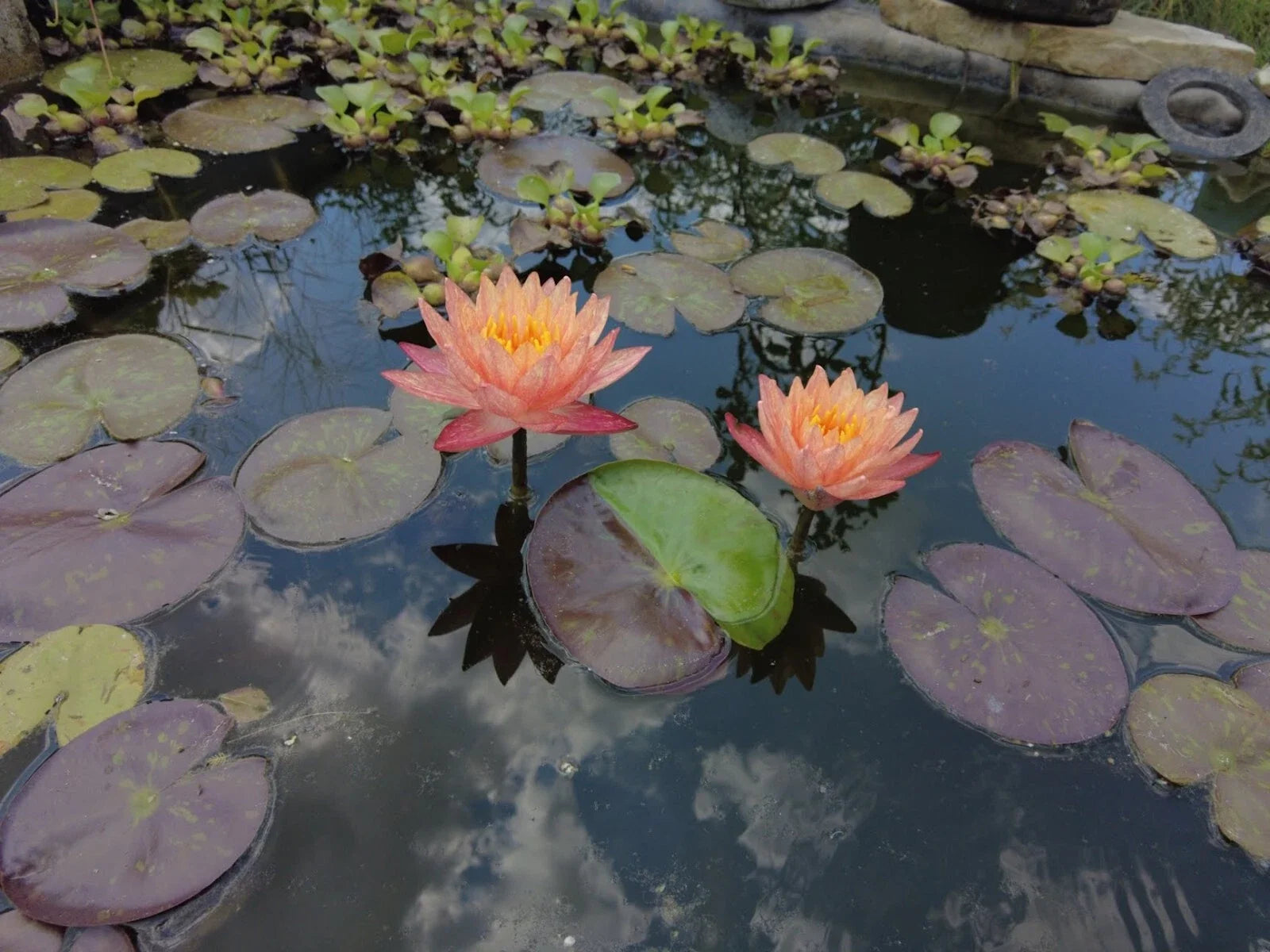 Hardy Water Lily Rhizome - Pink & Yellow Multicolored - Nymphaea spp. - Bare Root for Ponds & Water Gardens