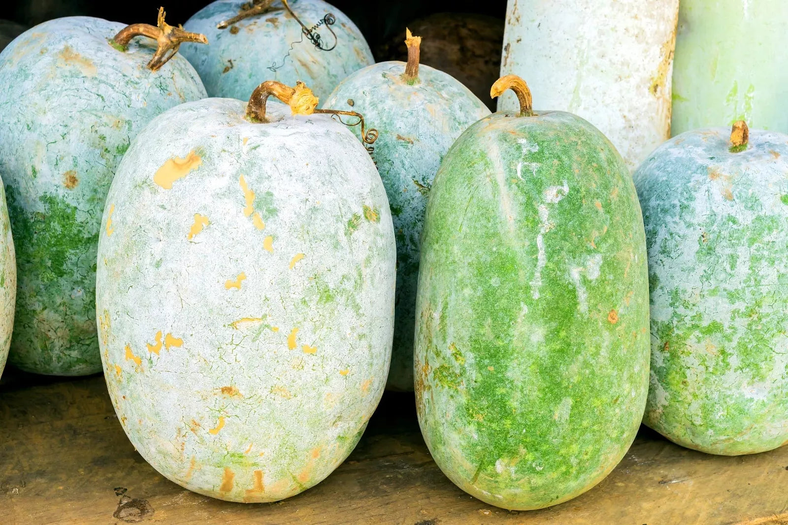 Giant Wax Gourd Seeds - 10 Pack, Cucurbita maxima, Large Smooth Pale Green Fruit, Vining Vegetable for Garden Planting