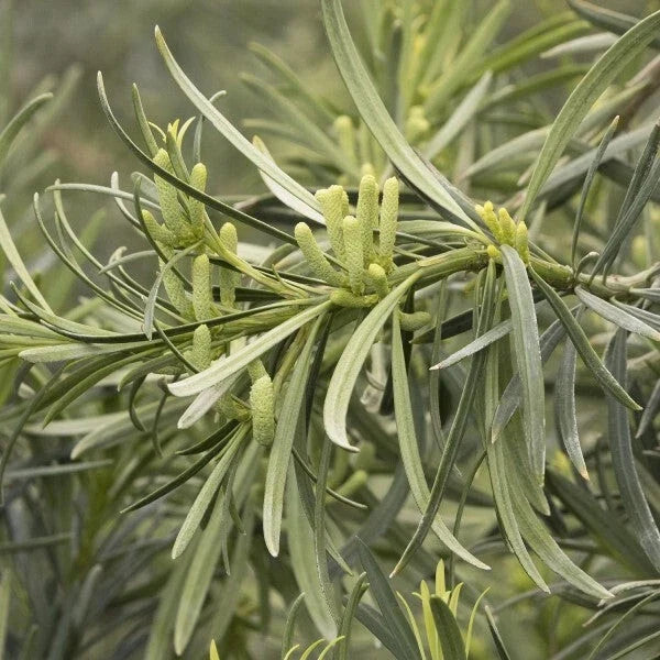 Live Starter Plants Set of 2 - Yew Plum Pine (Podocarpus macrophyllus) Evergreen Pyramidal Shrubs, Low Maintenance Garden Accent