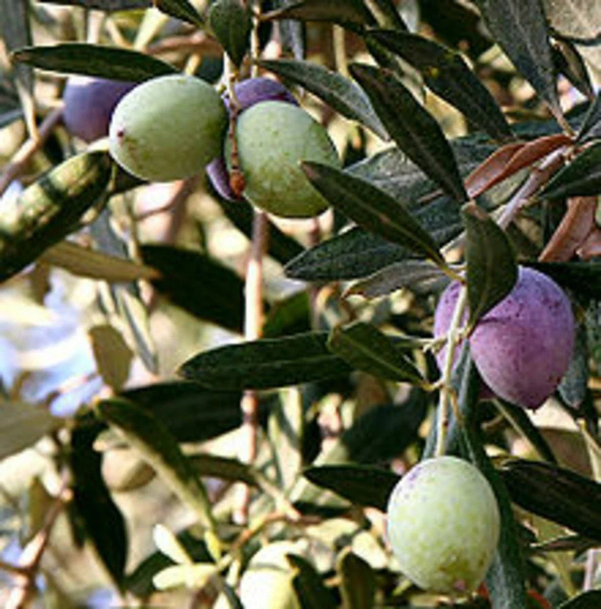 Olive Tree Cutting 12" 'Oblonga' Olea Europaea Rooted in Pot for Garden or Patio