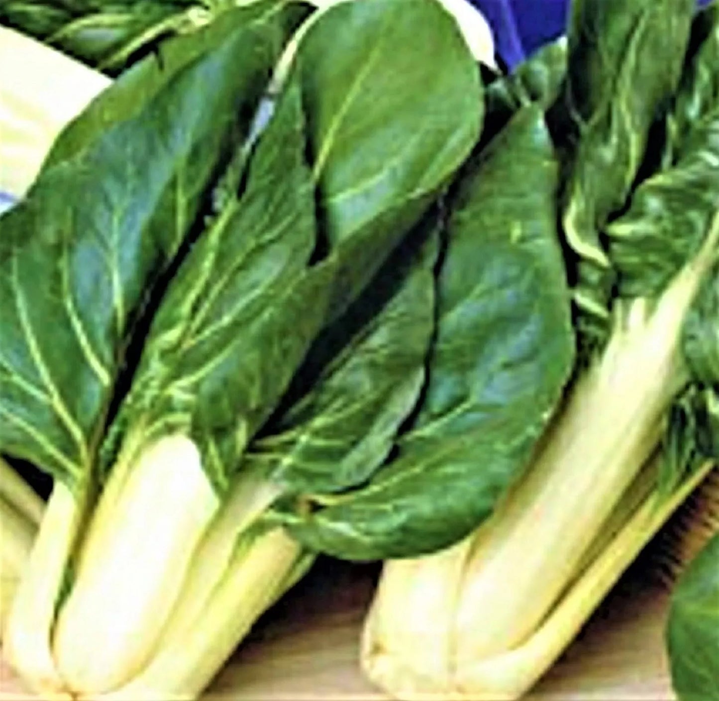 Swiss Chard Seeds Barese Variety Non-GMO 100+ for Home Gardening