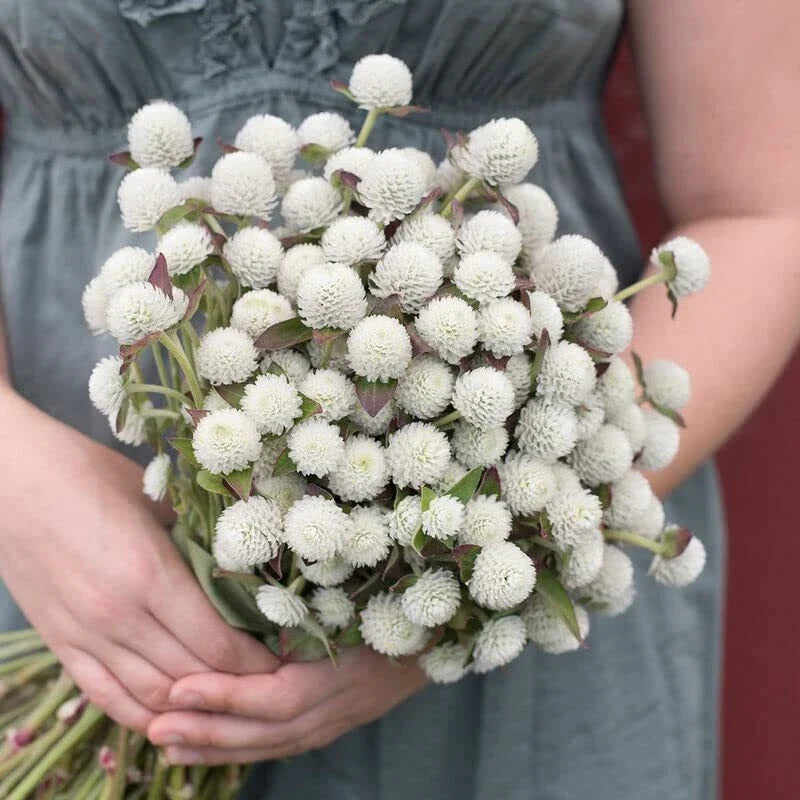 Gomphrena Seeds - White Audray Variety - 50 Seeds - Gomphrena globosa for Borders & Containers