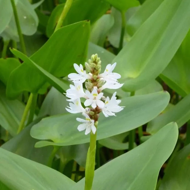 2" White Pickerel Rush Plants - Pontederia cordata Aquatic Perennial for Ponds and Water Gardens