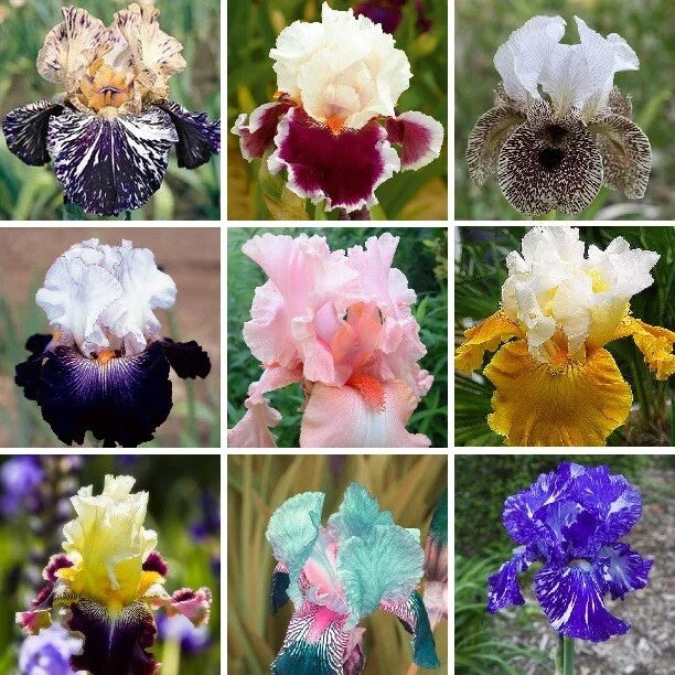 Iris Seeds - 25pcs Heirloom Mixed Varieties - Iris germanica Perennial Garden Flower Seeds