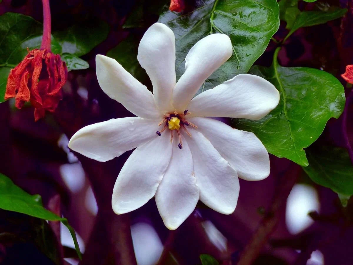 Cape Jasmine Flower Seeds - 25 Count, Small Bush, Fragrant White Blooms, Gardenia jasminoides, Garden Plant Seeds