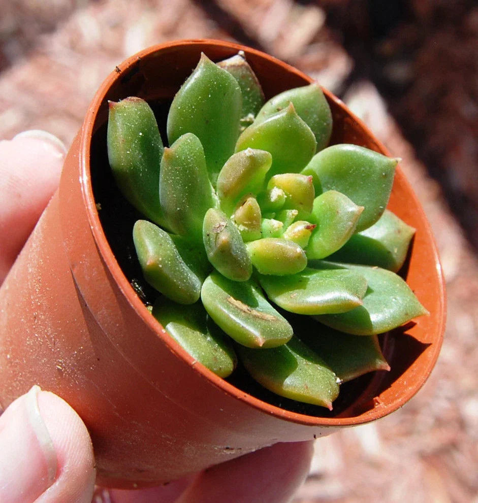 Echeveria Succulent Plant 4" Green Sleepy Rosette Rooted Houseplant