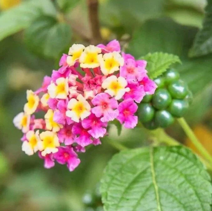 Lantana Groundcover Plant - Pink Huff Plugs 3-5" - Cold-Hardy Lantana camara for Landscaping