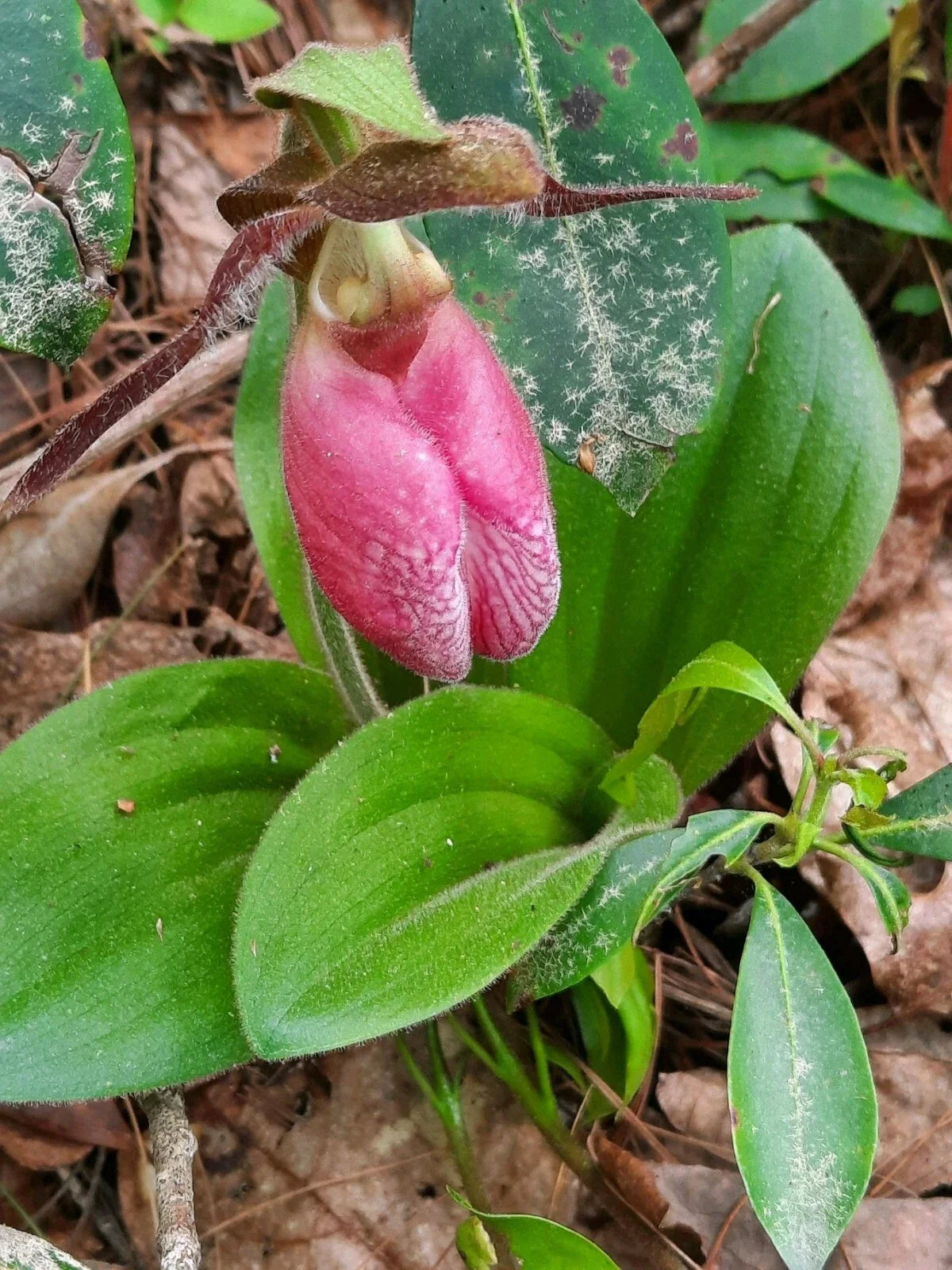 Pink Lady's Slipper Orchid Bare Root Plants – Cypripedium Acaule, Native Perennial Flowers, Shade Garden, Pollinator Attracting, 4 Plants