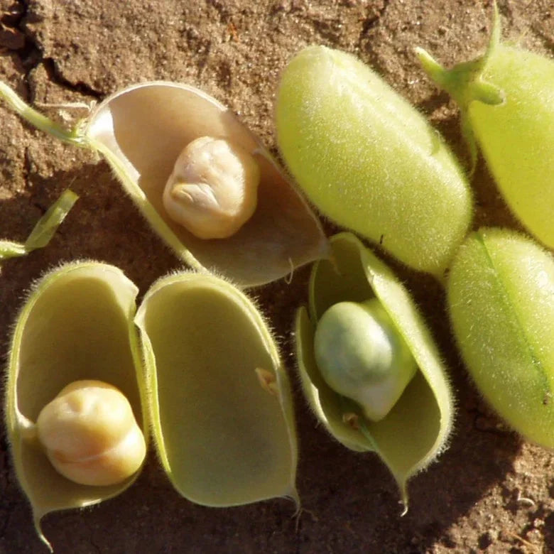 Marvel Chickpea Seeds - 30+ Count, Cicer arietinum, Bush-Type, Non-GMO Vegetable Seeds for Home Garden Planting