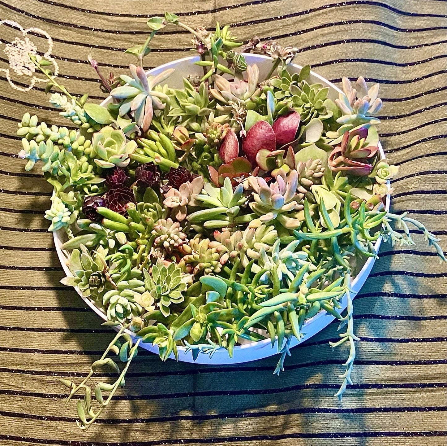 15 Live Succulent Cuttings Assorted Varieties for Indoor & Outdoor Gardening - 1-4 Inches