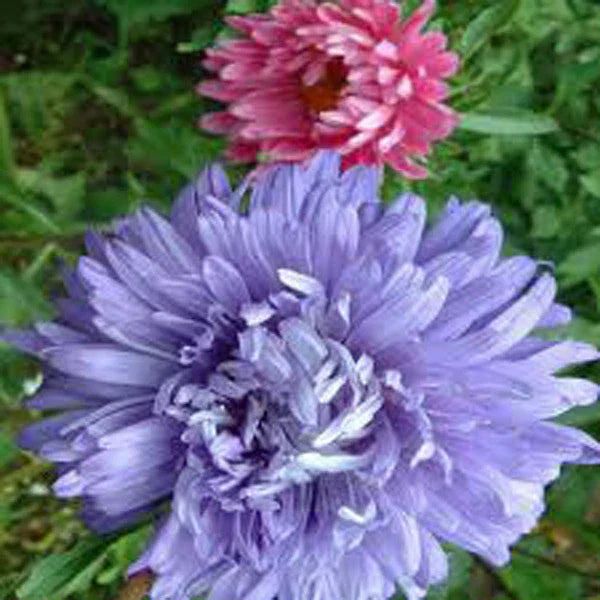 Aster Seeds - 25+ Giants of California - Vivid Bright Blooms - Aster spp.