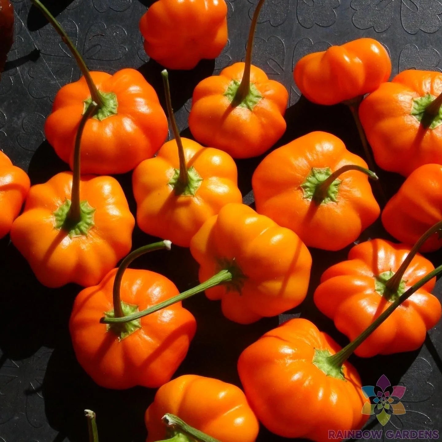 Aji Calabaza Hot Pepper Seeds - 25+ Pack, Capsicum baccatum, Non-GMO, USA Grown, Spicy Culinary Seeds for Salsas & Sauces