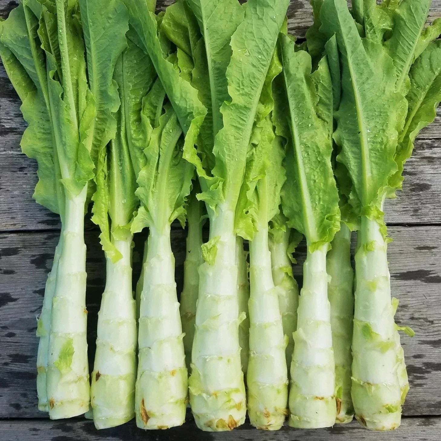 Celtuce Seeds - Summer 38 Variety for 2025 Planting - Slow Growing Stem Lettuce - Lactuca sativa var. angustana Seed Packet