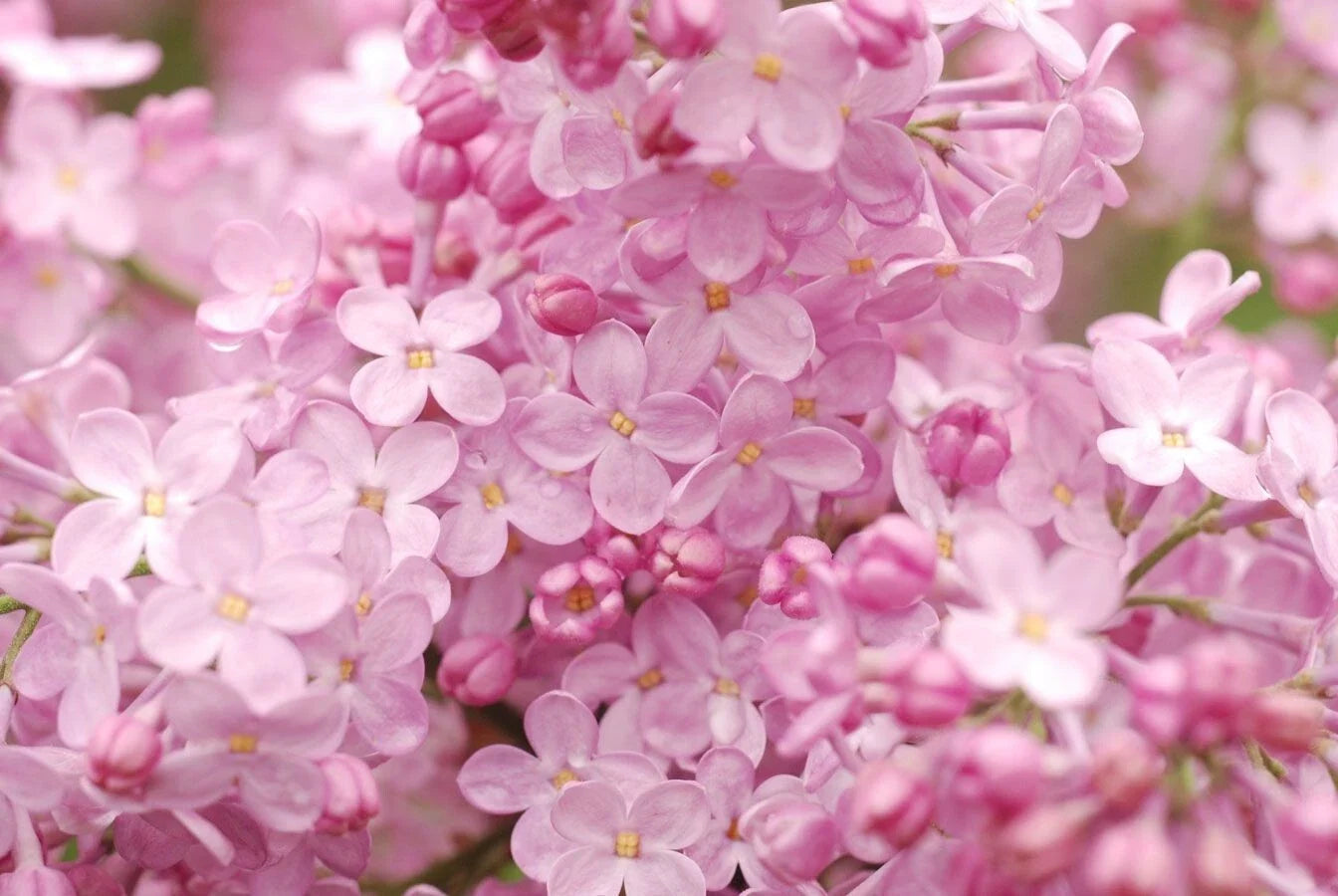 Blush Lilac Seeds - 25 Perennial Flower Seeds - Fragrant Syringa vulgaris for Garden, Borders, Hedges