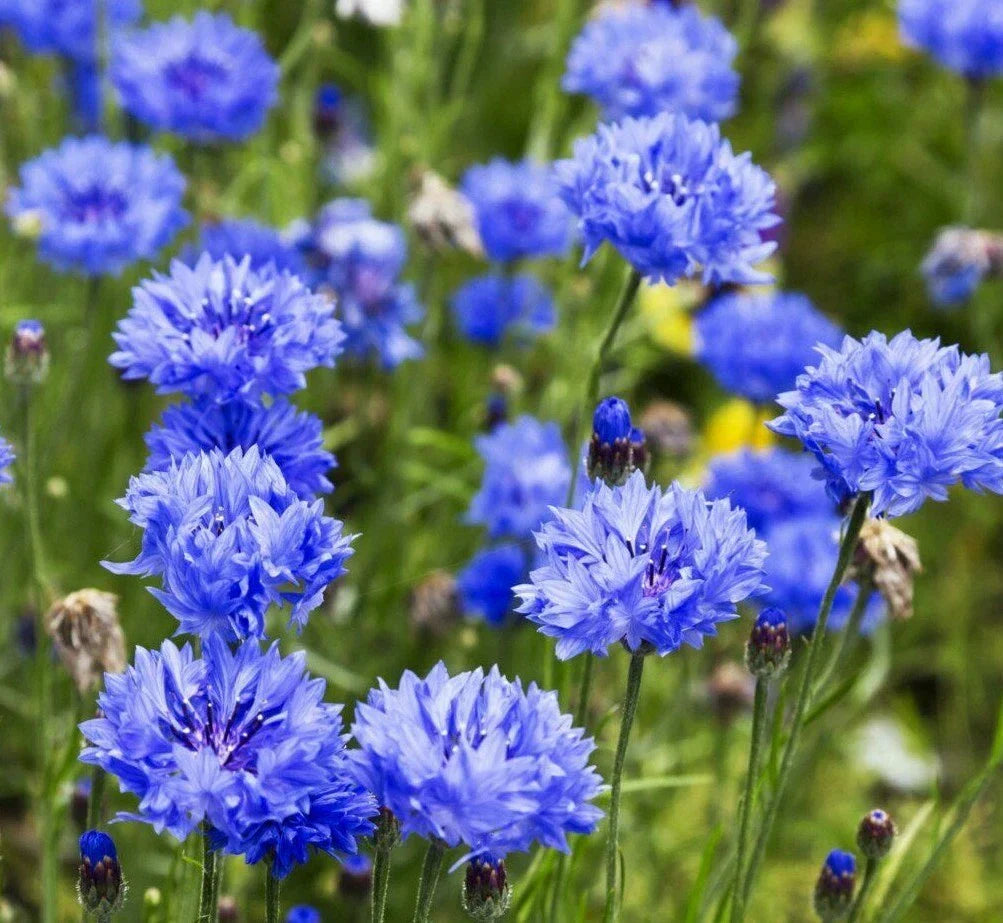 Dwarf Blue Cornflower Seeds 200+ Bachelor Button Wildflower (Centaurea cyanus)