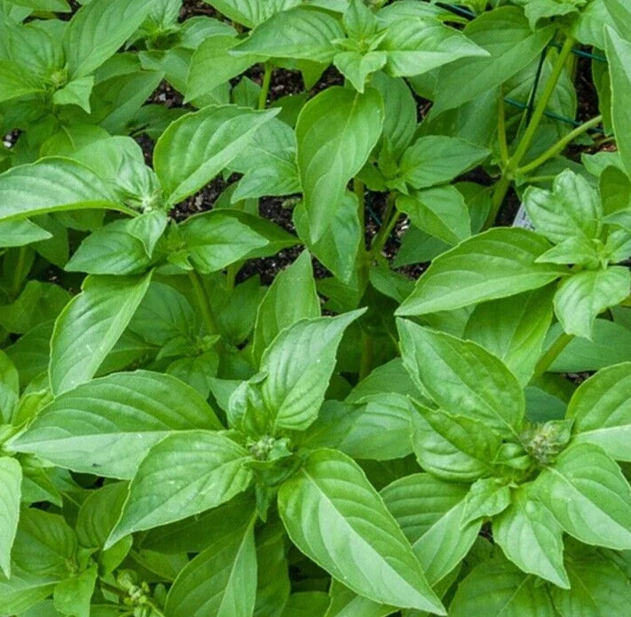 Lemon Basil Seeds, Non-GMO, Culinary Herb, Over 600 Seeds, Ocimum basilicum var. citriodorum, Indoor & Garden Plant