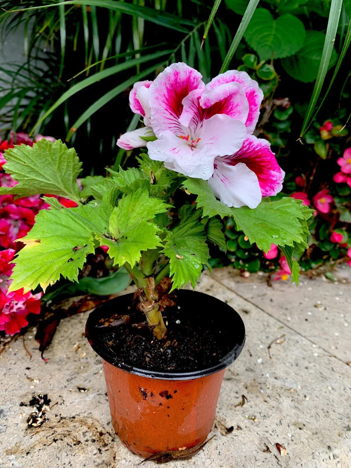 Geranium Live Plant 6-8” White and Purple Combination | Pelargonium spp.